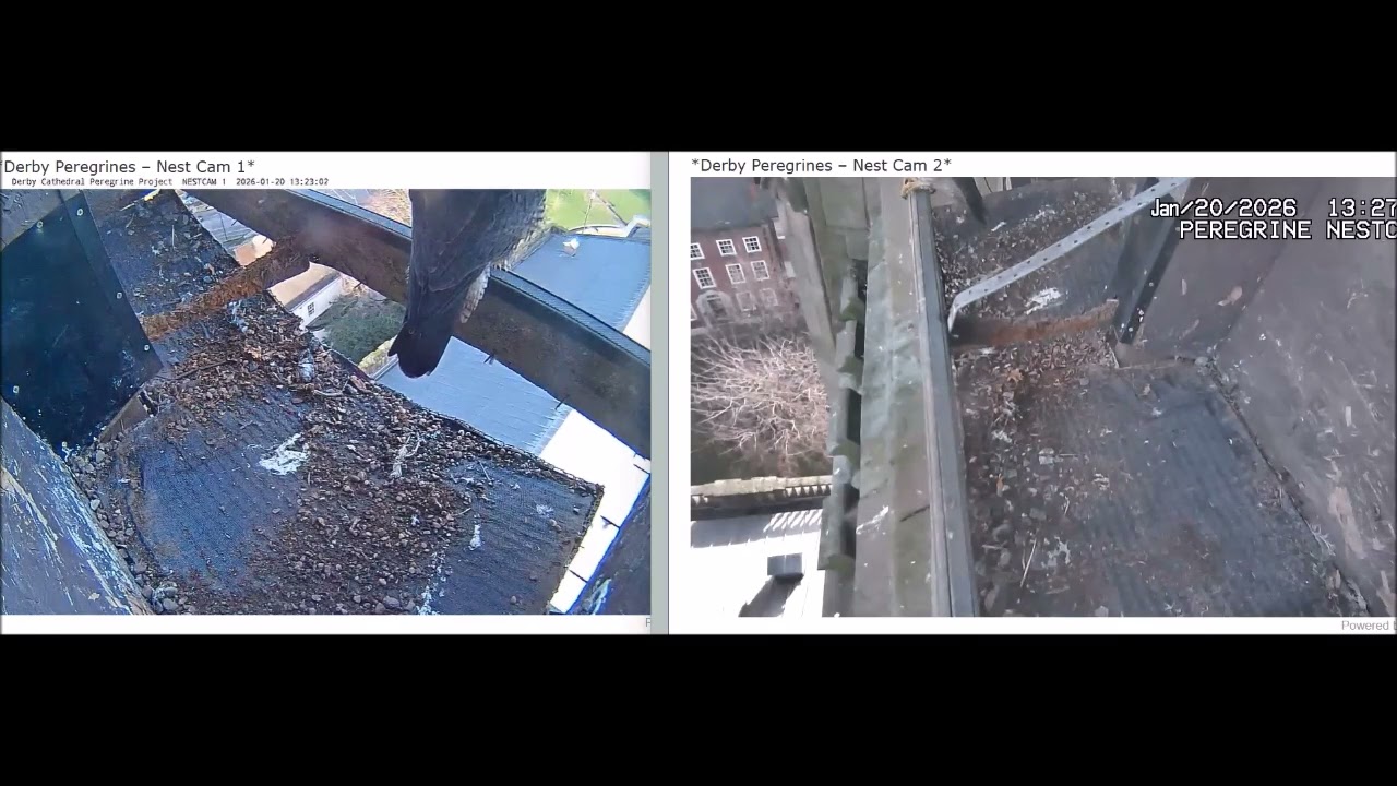 Derby Peregrines Two get-togethers this p.m.  20th Jan 2026