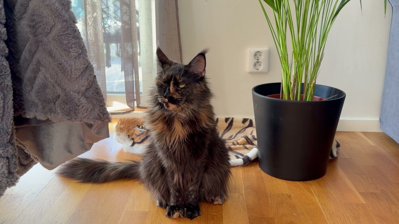 Nala i olika motion 😅 Swedish Cat [ Maine coon ]