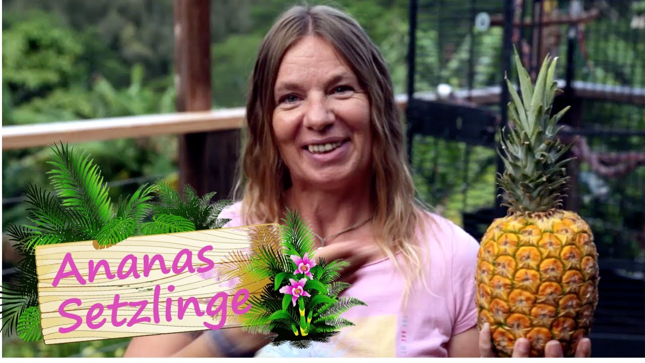 ANANAS Setzlinge  🍍🍍Manu zeigt, wie es ganz einfach geht | Reimanns LIFE