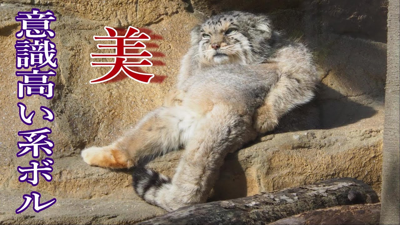 グルーマーボル！ groomer manul