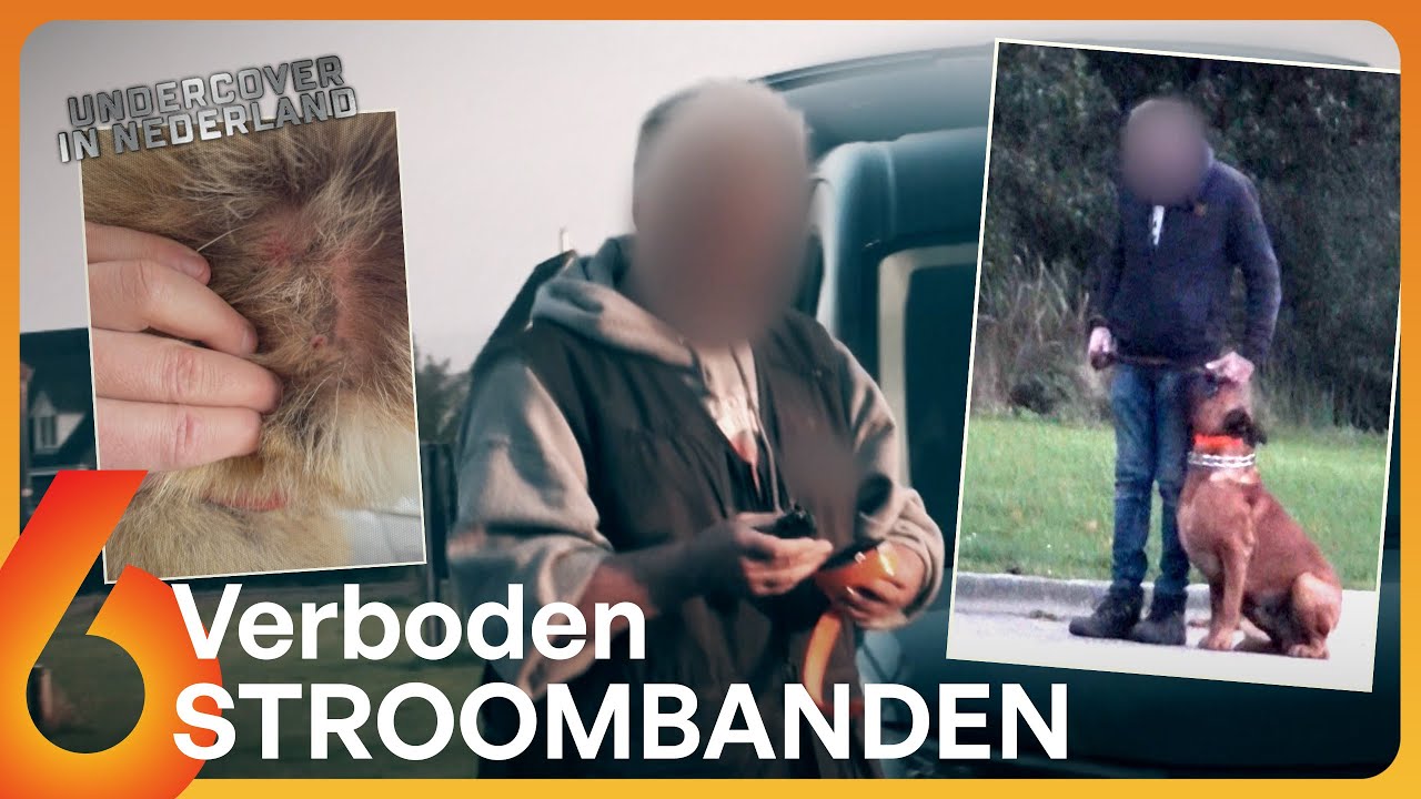 SCHOKKEND: Hondentrainer zorgt voor VEEL DIERENLEED met VERBODEN MIDDELEN | Undercover in Nederland