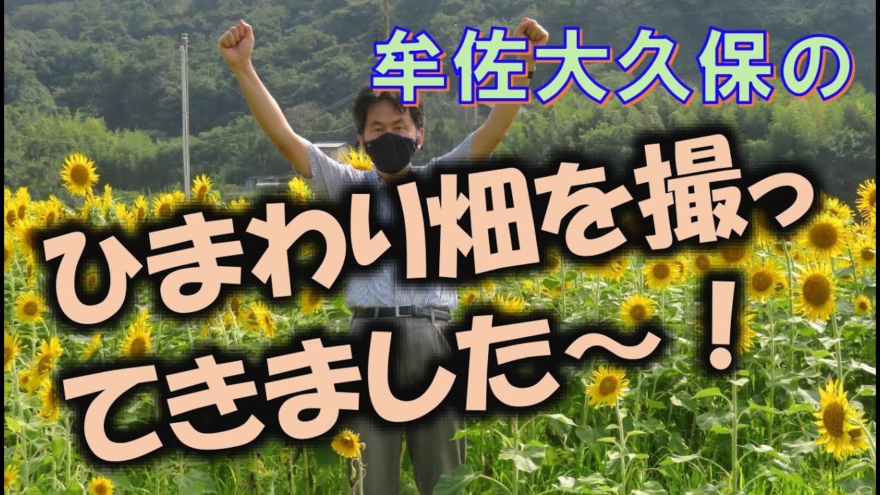 【街ぶら&自然散策シリーズ】岡山・牟佐大久保のひまわり畑へ行ってきました