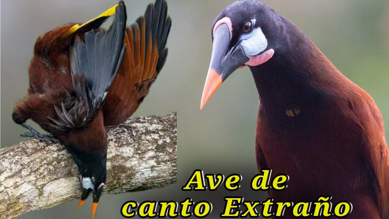 pájaro de CANTO EXTRAÑO y Nido SORPRENDENTE! 😱 La Oropendula de Moctezuma