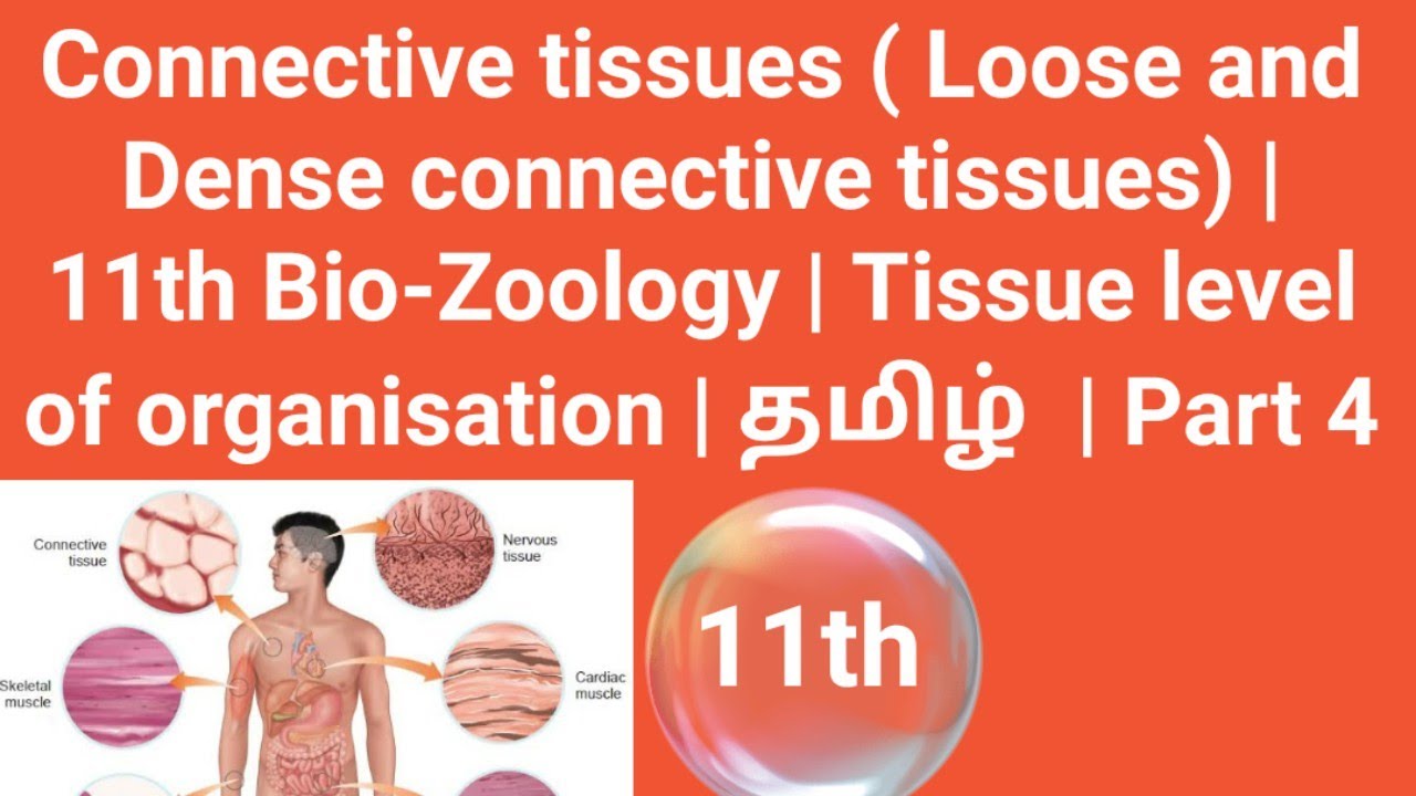 Connective tissues  | 11th Bio-Zoology | Tissue level of organisation | தமிழ்  | Part 4