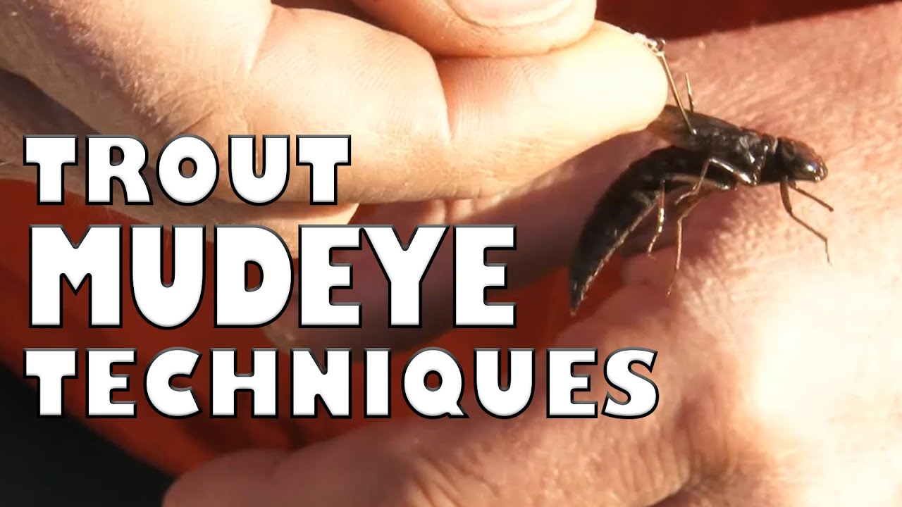Mudeye Tactics for Trout