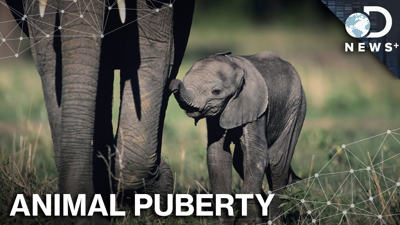 Wait&hellip;Animals Go Through Puberty Too?