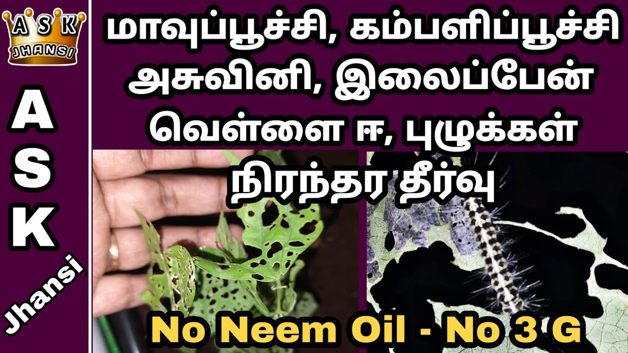 எல்லா பூச்சிகளுக்கும் நிரந்தர தீர்வு இயற்கை முறையில் - All in One Organic Pesticide for Garden