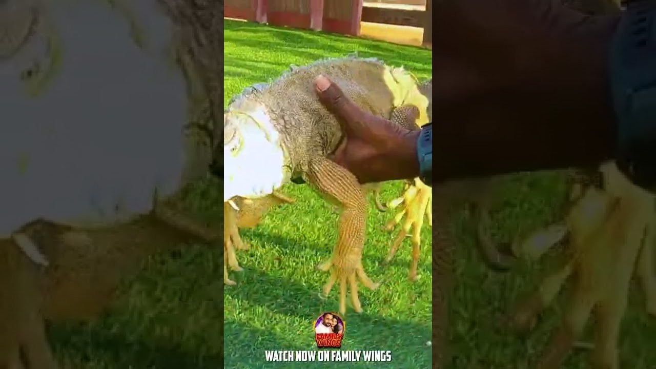 Mini Zoo Trip In Kuwait | Family Wings #shorts