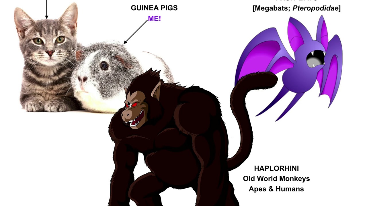 Vitamins and Minerals | Vitamin C Biosynthesis & the GULO Pseudogene