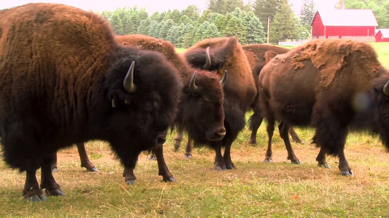 Hawkeye Buffalo Ranch