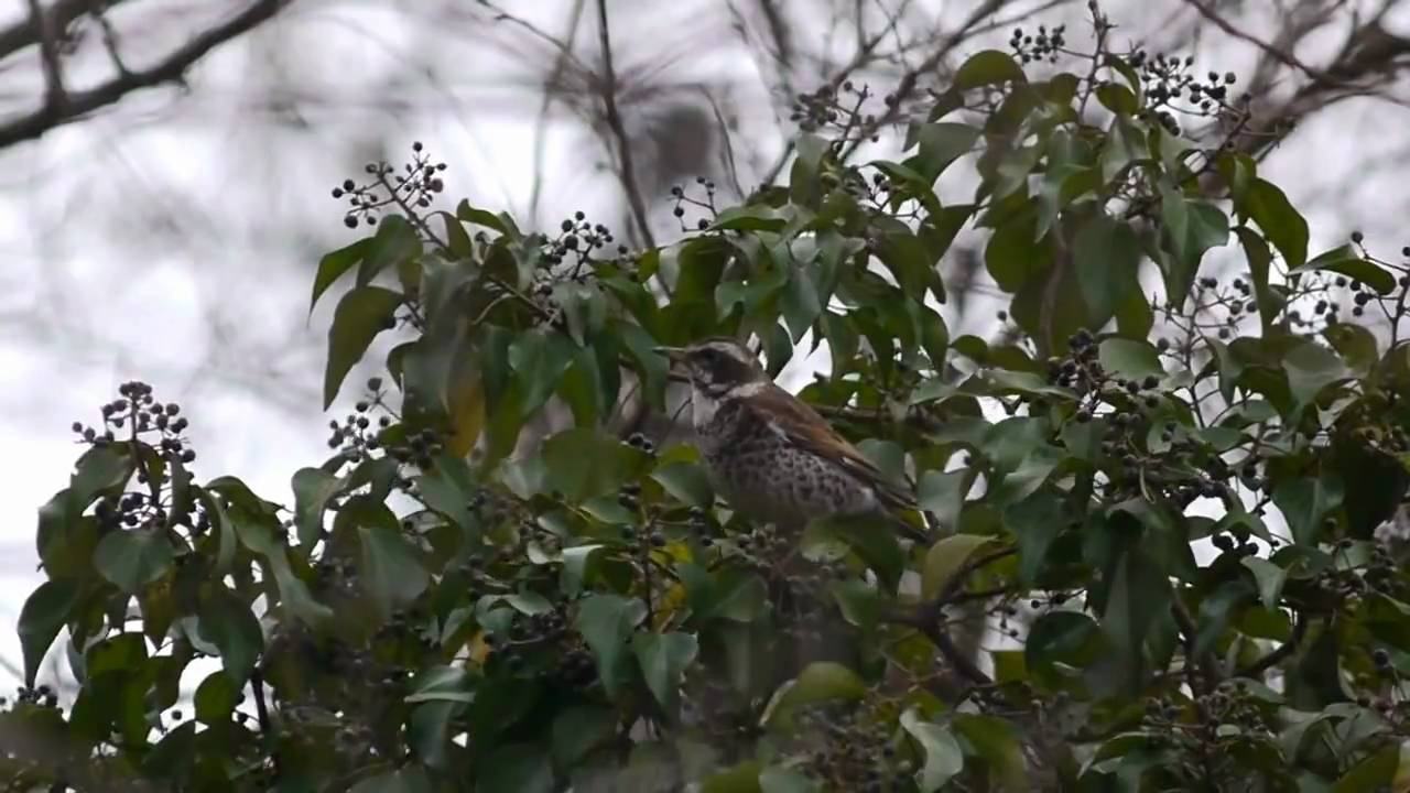キヅタを食べるツグミ　Ｄｕｓｋｙ　Ｔｈｒｕｓｈ.wmv
