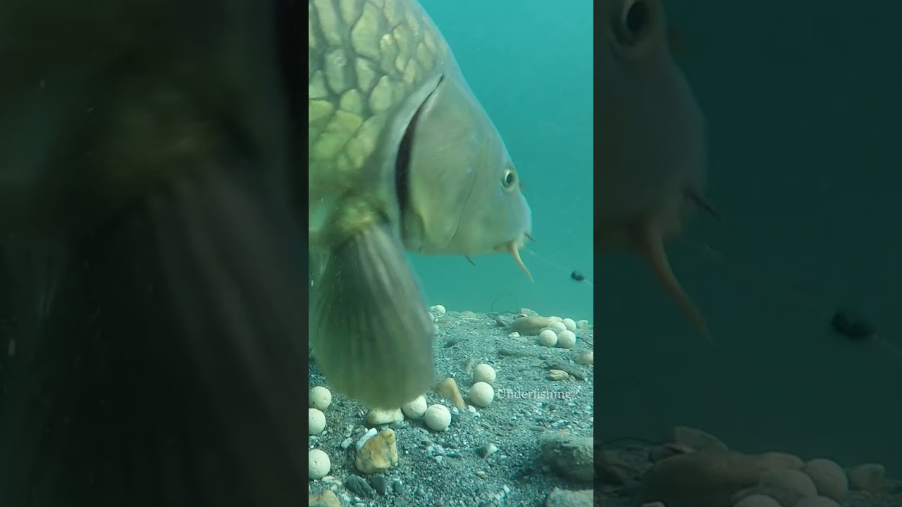 Carp take with our underwater camera.