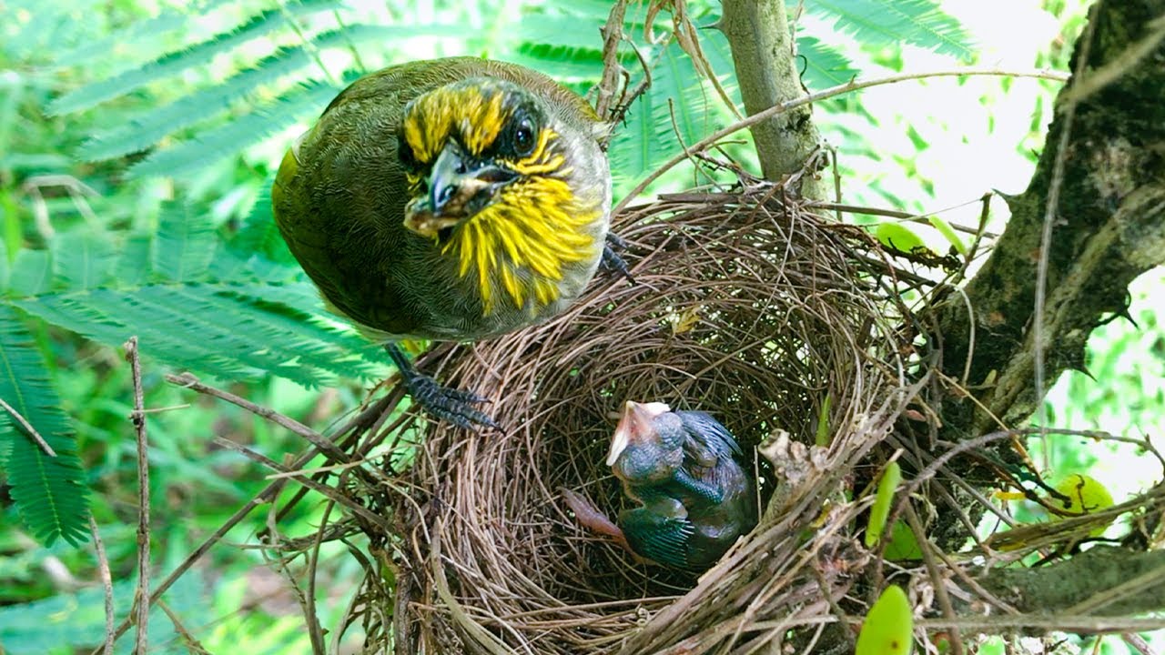 Parent Birds Prank Chick with Imaginary Food (10) – Why Is Bulbul Mom Devouring Baby's Food? E220