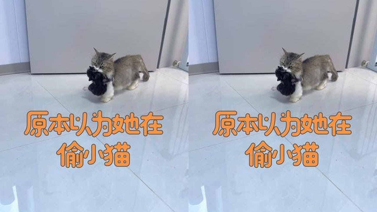 猫妈妈怎么这么好呢#万物可爱计划 #养一只小猫的真实感受 #抖音萌宠嘉年华