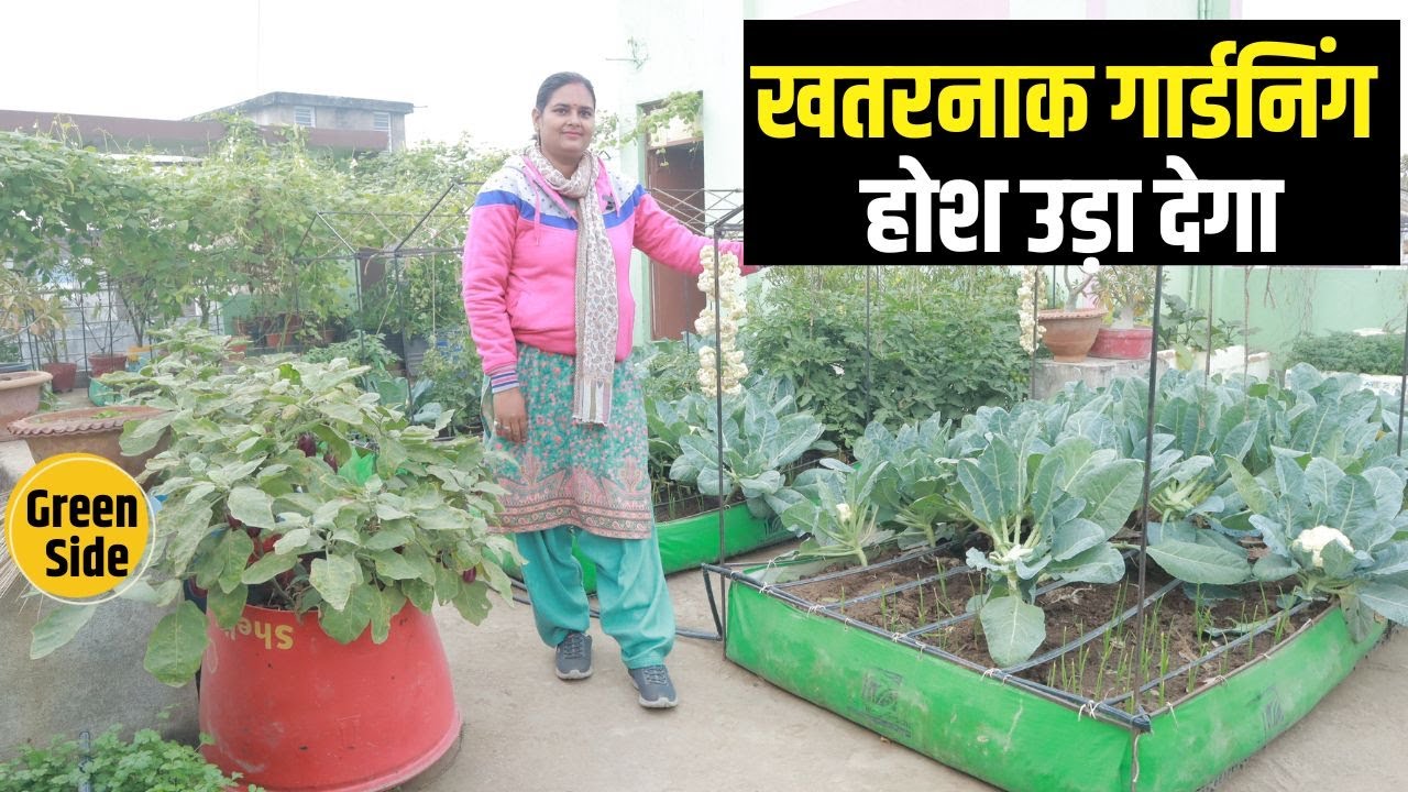 Terrace Gardening में मिला सरकारी अवार्ड, छत छोटा पर सब्जियां बहुत ज्यादा है। Green Side