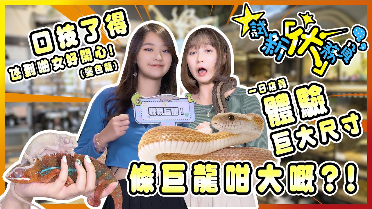 【試新伏務員】EP1｜一日爬蟲店店員體驗🦎｜餵變色龍食蟋蟀😱仲可以親親巨龍🐍⁉️｜從零開始學習飼養爬蟲類🫣