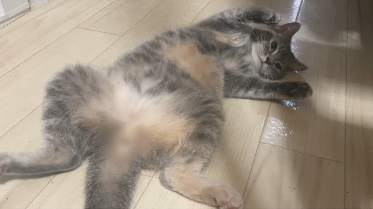これが怠惰なる猫の休日です