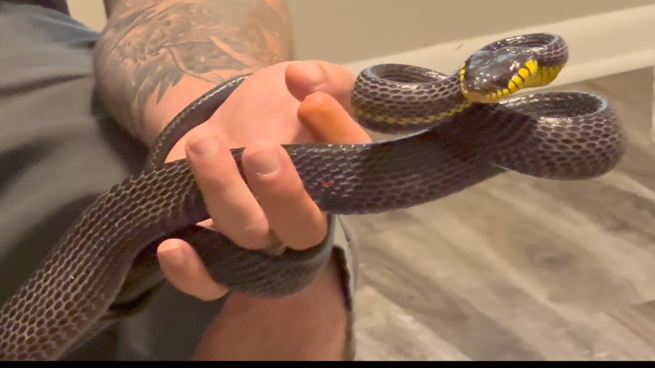 Mangrove snake rear fanged venomous!! (now part of the bite series lol)