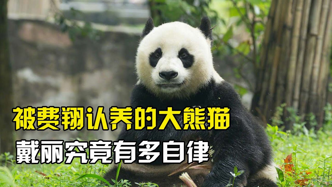 被费翔领养的熊猫，三条腿打遍园区无敌手，大熊猫戴丽究竟有多自律！【万物真实】