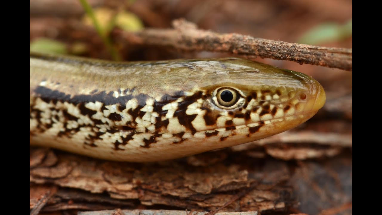 GLASS LIZARD - Facts About the Western Slender Glass Lizard