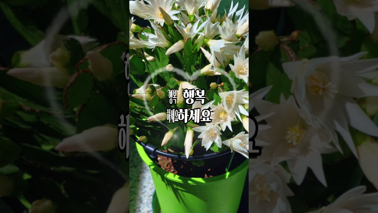 #게발선인장 #봄원종 흰색꽃이 만발했어요