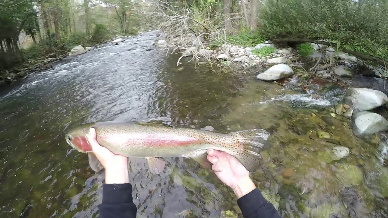 Pesca a mosca ninfa y seca por el rio Ter