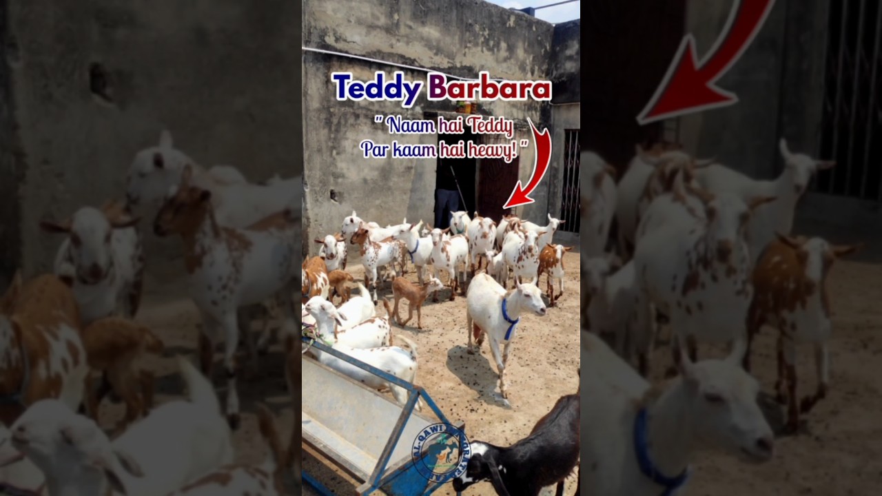 Teddy Barbara#goat #goatfarming #barbara #barbari #barbarigoats #teddybakra #facts #trending #shorts