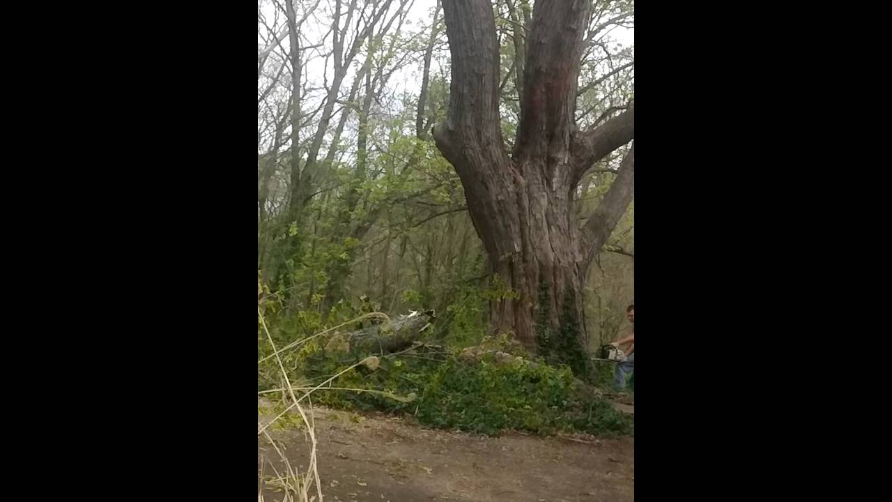 Huge silver maple tree