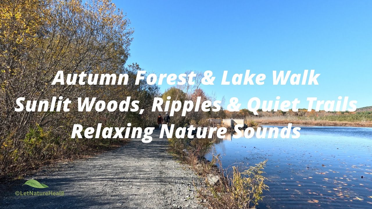 4K Autumn Forest & Lake Walk | Sunlit Woods, Ripples & Quiet Trails | Relaxing Nature Sounds