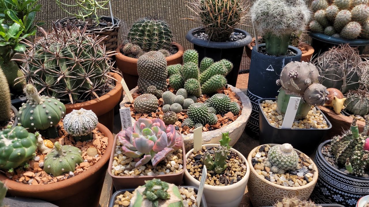 ARRANJOS DE CACTOS QUE ARRASAM NA COLEÇÃO, DESAFIO DA @SileneCactos  E @MorenafloreCactos 💚🌵