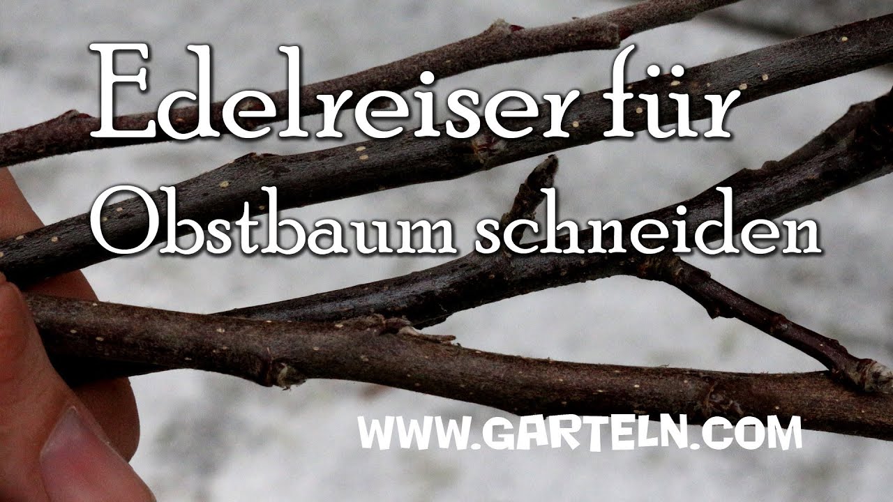 Edelreiser f&uuml;r Obstb&auml;ume schneiden