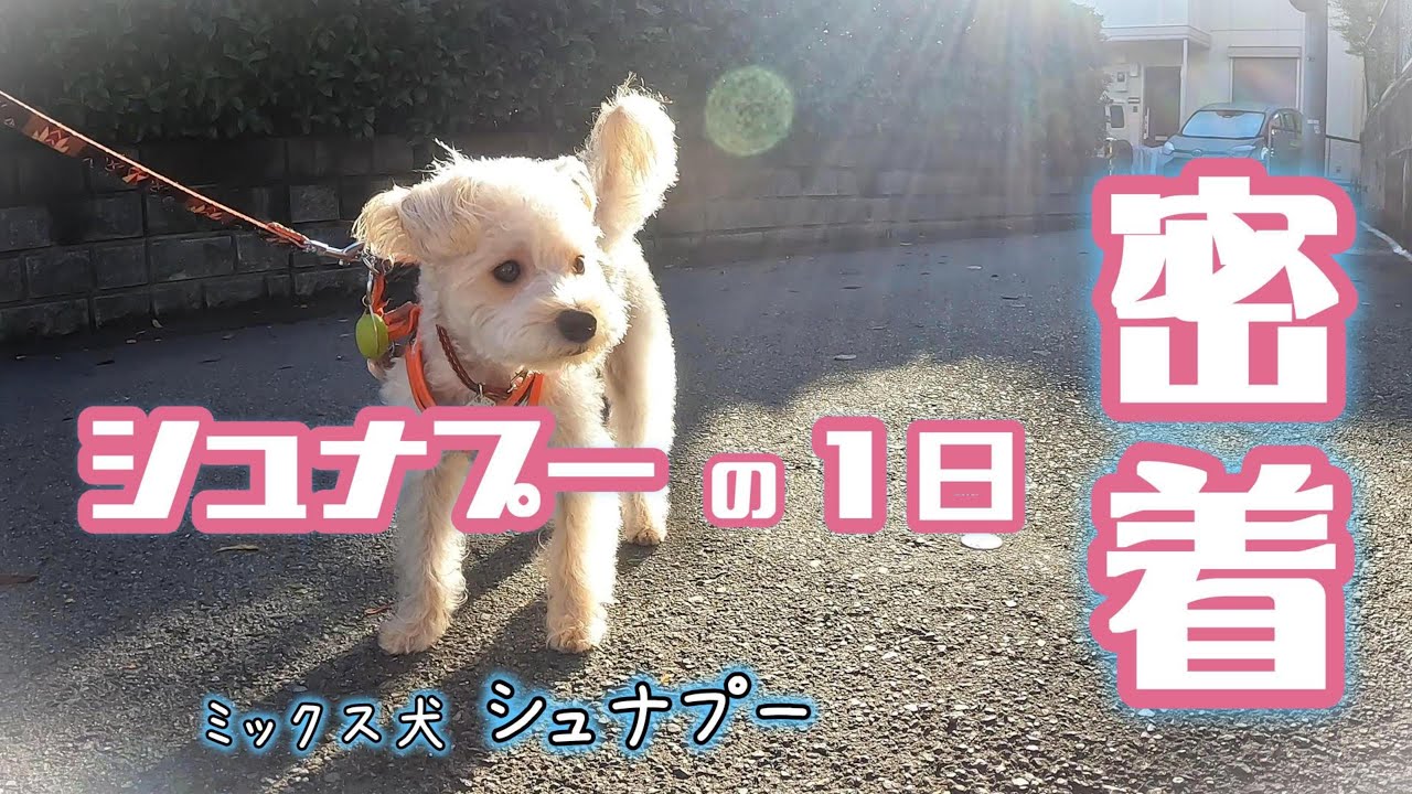 【ミックス犬シュナプー】シュナプーの1日密着
