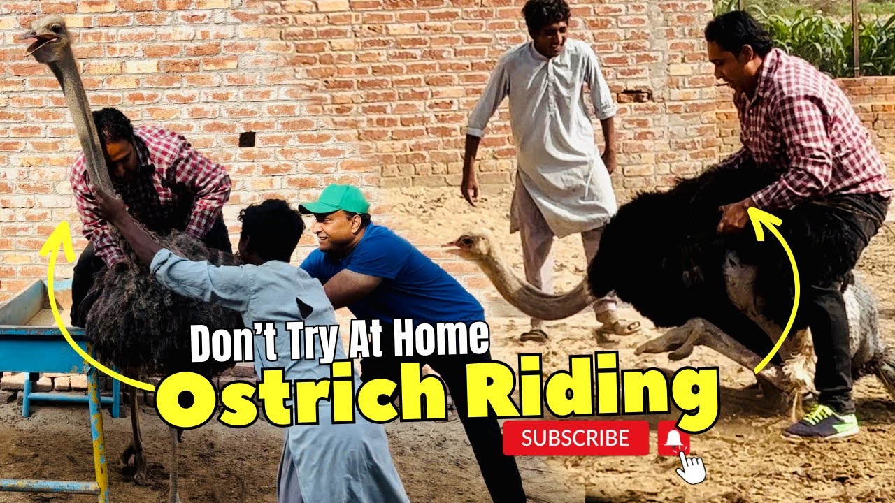 Ostrich Riding | Shutar murgh running | Ostrich Riding Funny | Ostrich Riding Fails