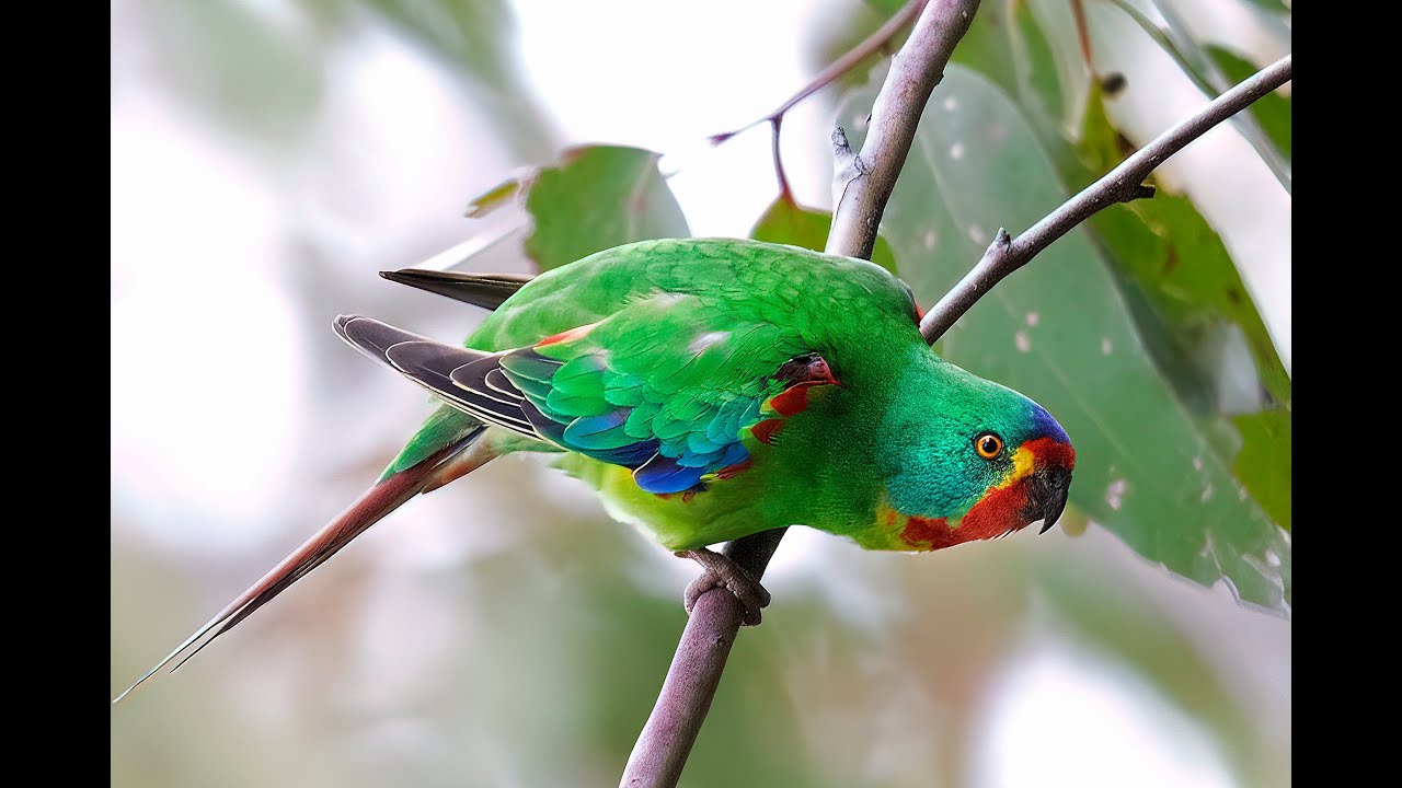 Swift Parrot shoot, Tasmania, Australia, 2021