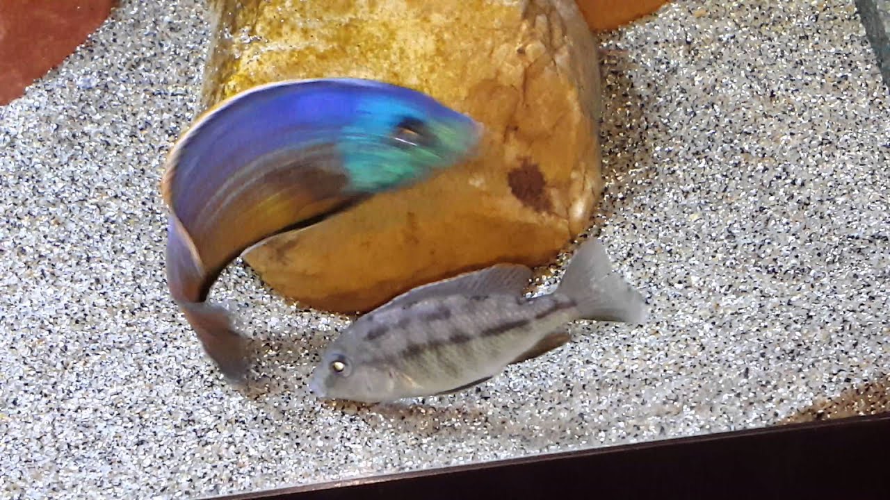Protomelas taeniolatus red empress