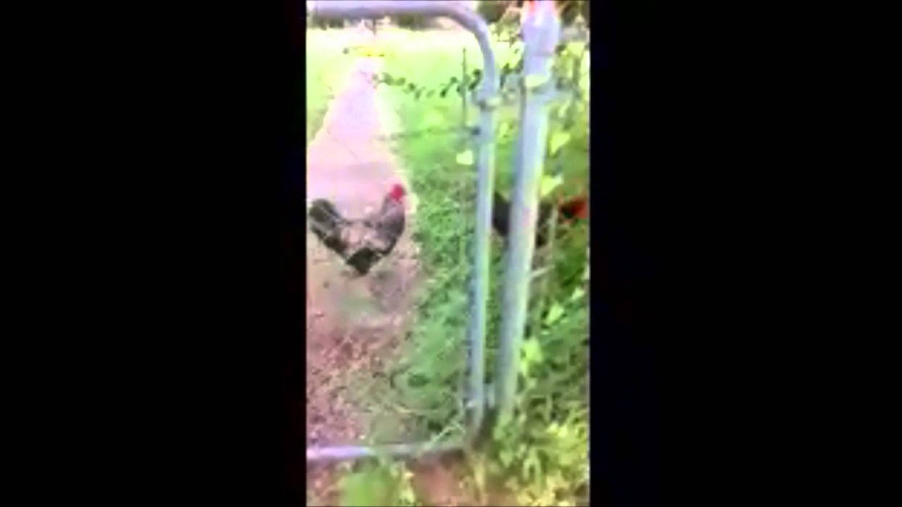 Chicken Lingo