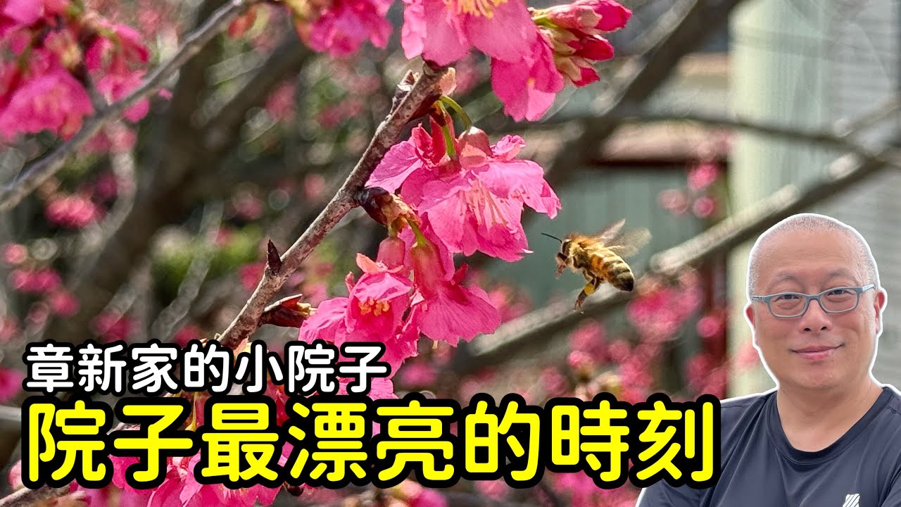 櫻花滿開綠意盎然，賞花喝茶吃早餐_章新院子的最高光時刻