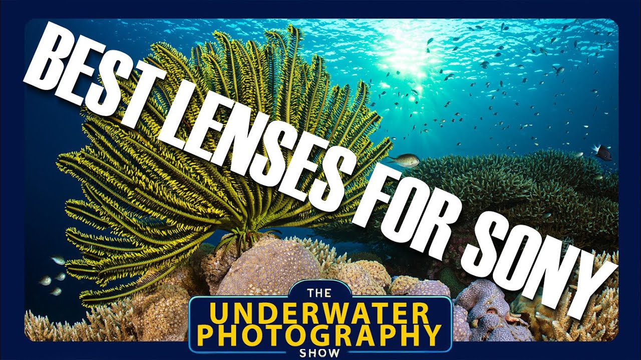 Best Lenses For Full Frame Sony Mirrorless Cameras Underwater.