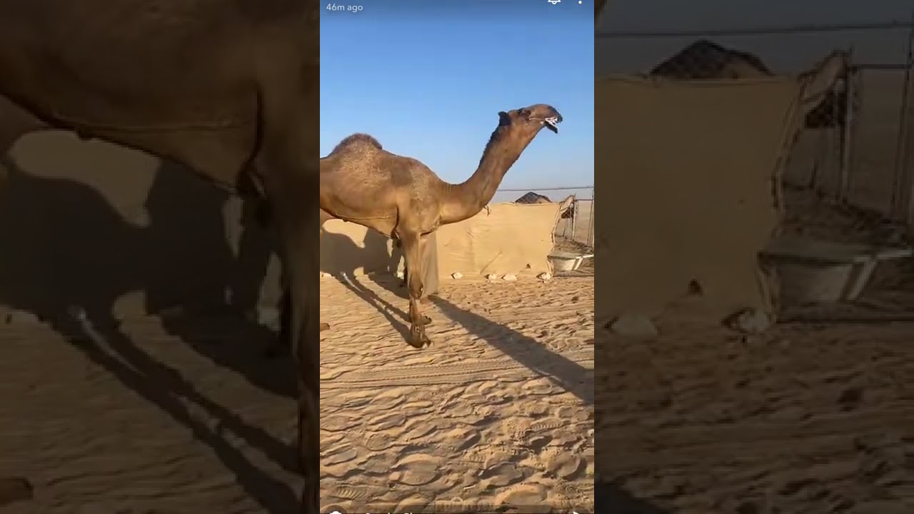 ولد الحاكم وأمه بنت الازهر الهرش