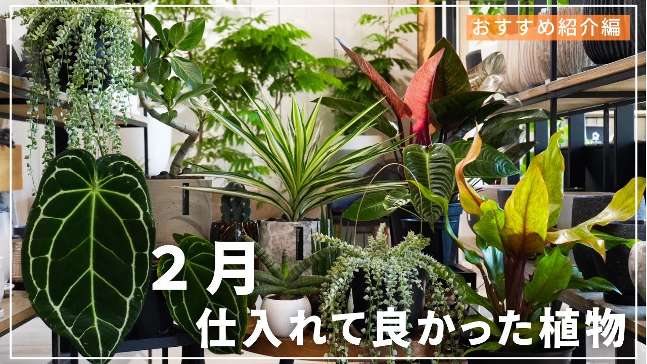【春に向けたわくわくラインナップ】２月に仕入れて良かった植物紹介！
