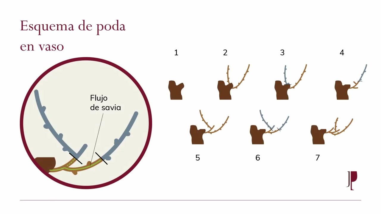 Poda de la vid, formaci&oacute;n online en espa&ntilde;ol