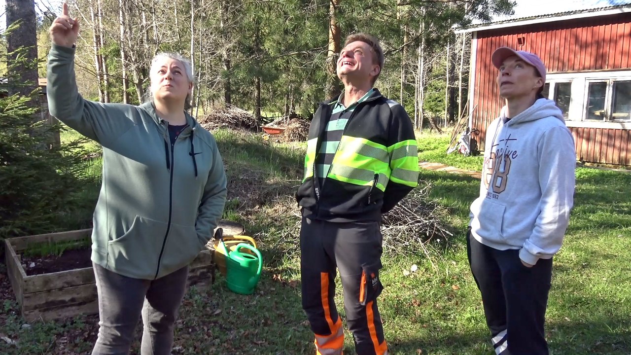Onnistunut kaato: Logger Alisa | Kolmen Tubetapaaminen pihapuiden parissa