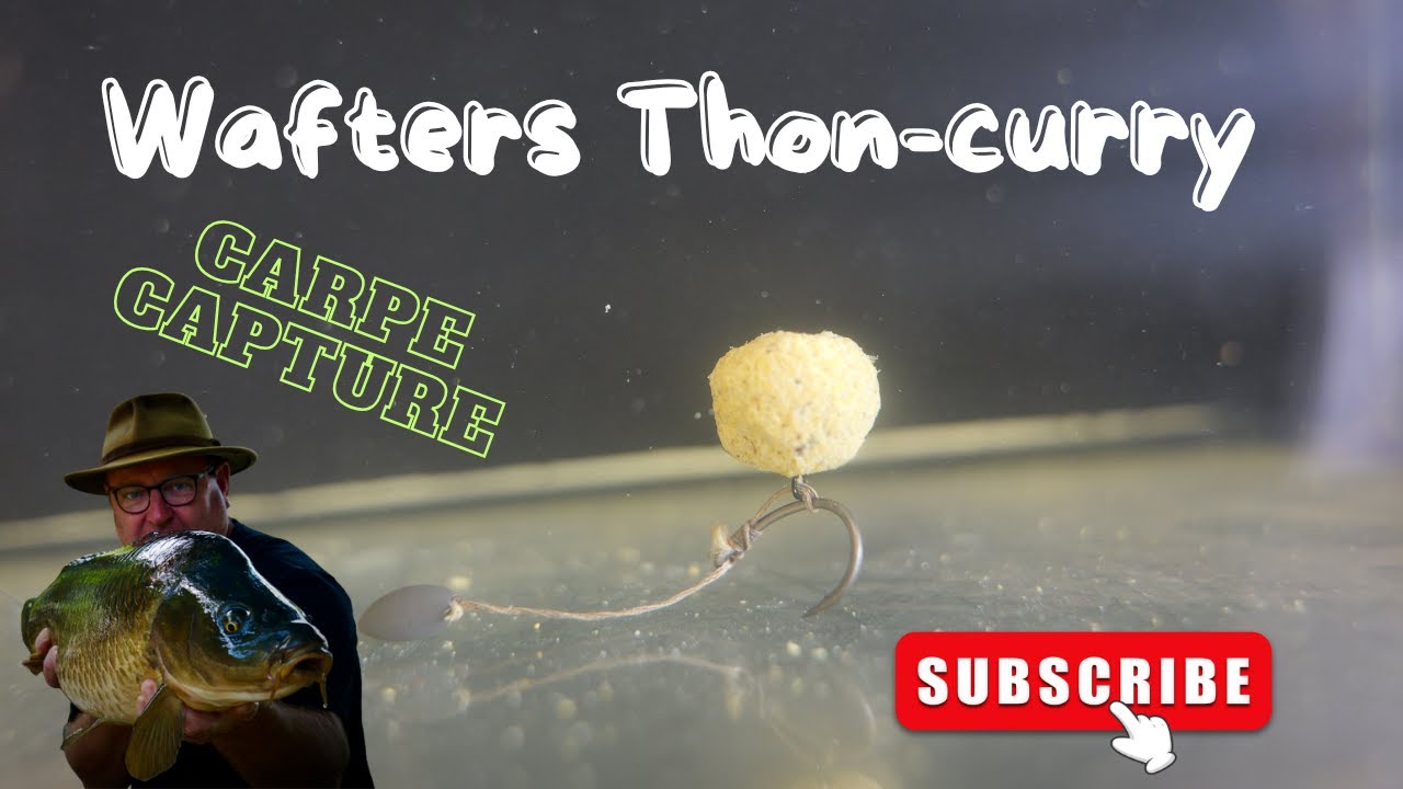 Wafters Thon curry #solognebaits #carpfishing #fishing #carpe #lcatackle #wafter #kitcarpe