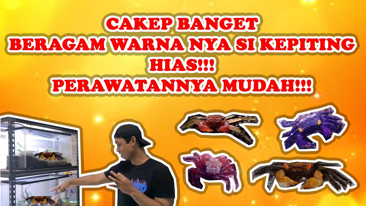 WARNA NYA SANGAT BERAGAM! KEPITING HIAS CAKEP BANGET UNTUK JADI DISPLAY & PELIHARAAN BARU DI RUMAH!!