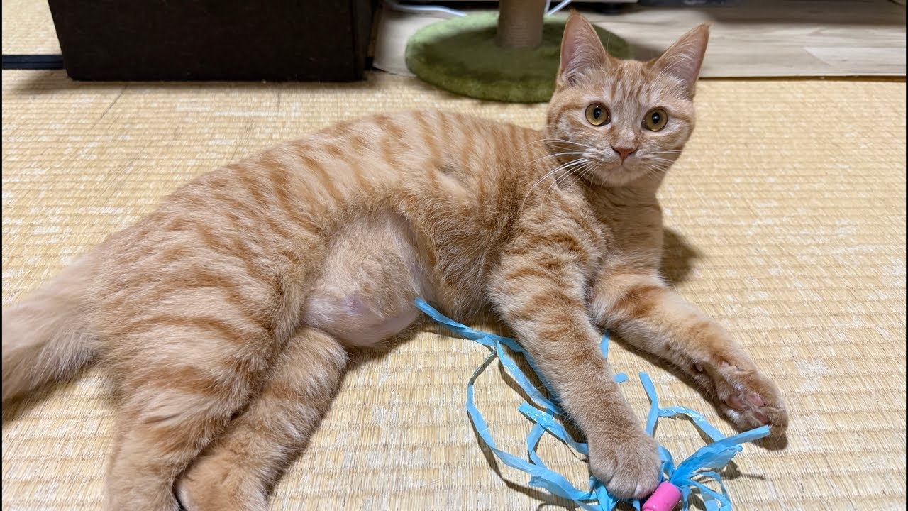 【今までありがとう✨】茶トラんずサヨナライブ🐈