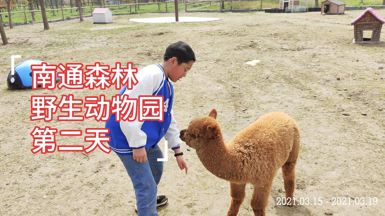 南通森林野生动物园 第二天 Nantong Forest Safari Park Day 2