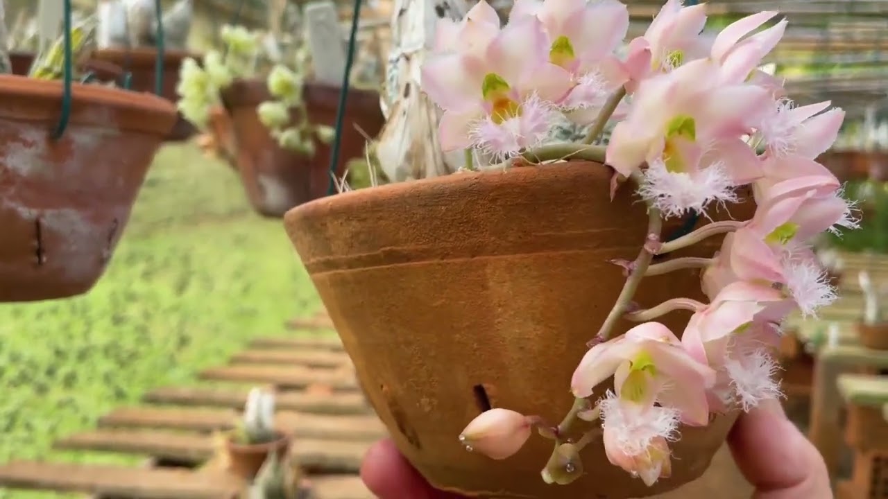 Visita ao orquidário Bela Vista