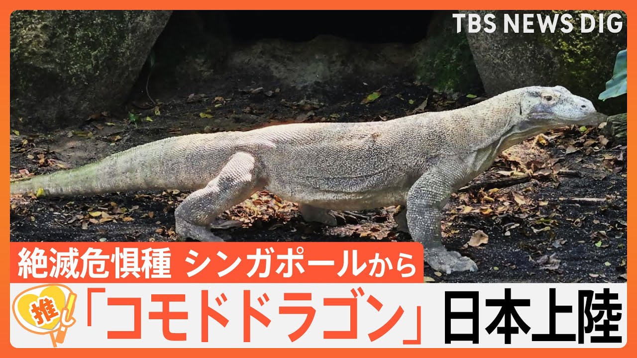 “現代の恐竜” コモドドラゴンが来日　巨体なのに俊足…その速さ時速20キロに　絶滅危惧種の驚きの生態【ゲキ推しさん】｜TBS NEWS DIG