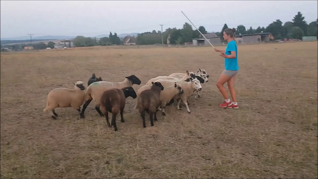 Chodský pes Boogie - herding August 2018