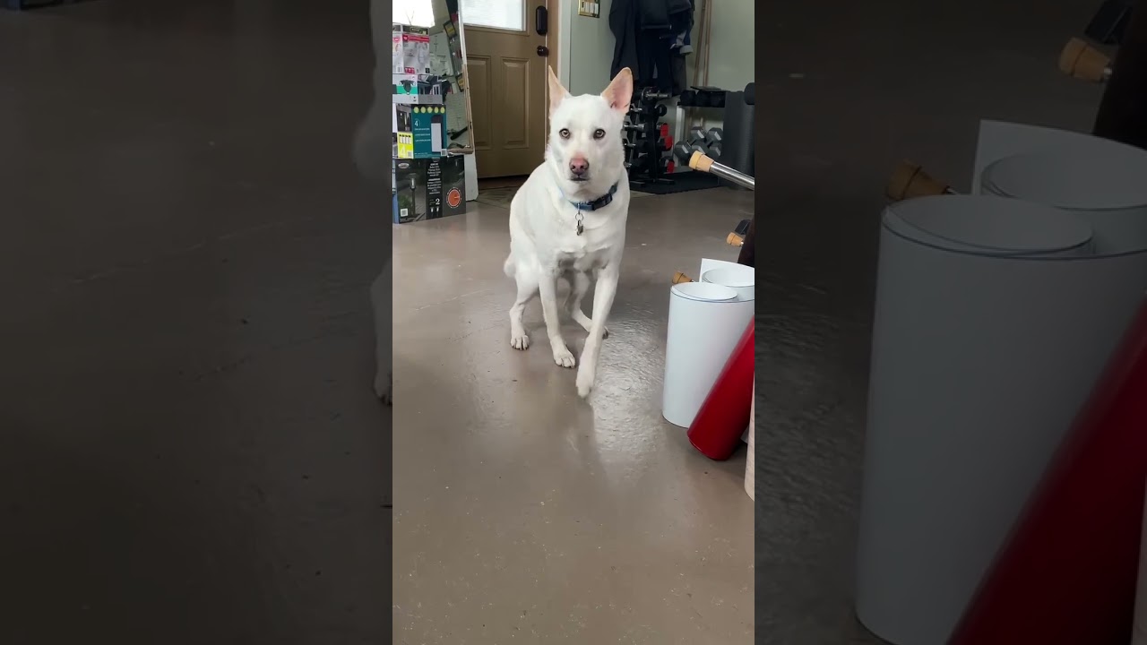 Formosan mountain dogs: Expectation vs Reality part 2